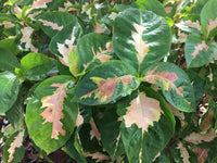 Caricature Plant (Graptophyllum pictum)