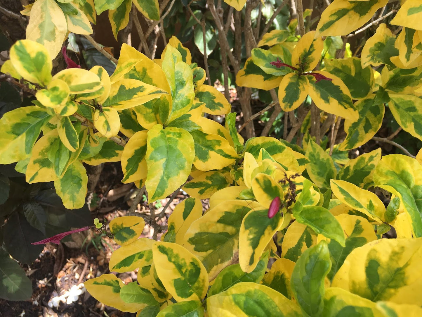 Caricature Plant aurea variegata (Graptophyllum pictum)