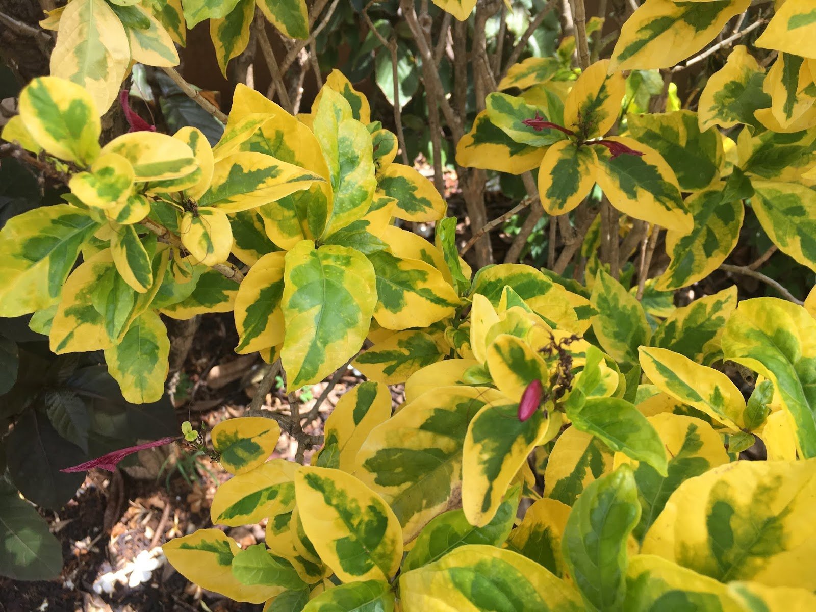 Caricature Plant aurea variegata (Graptophyllum pictum) - Ladybird Nursery