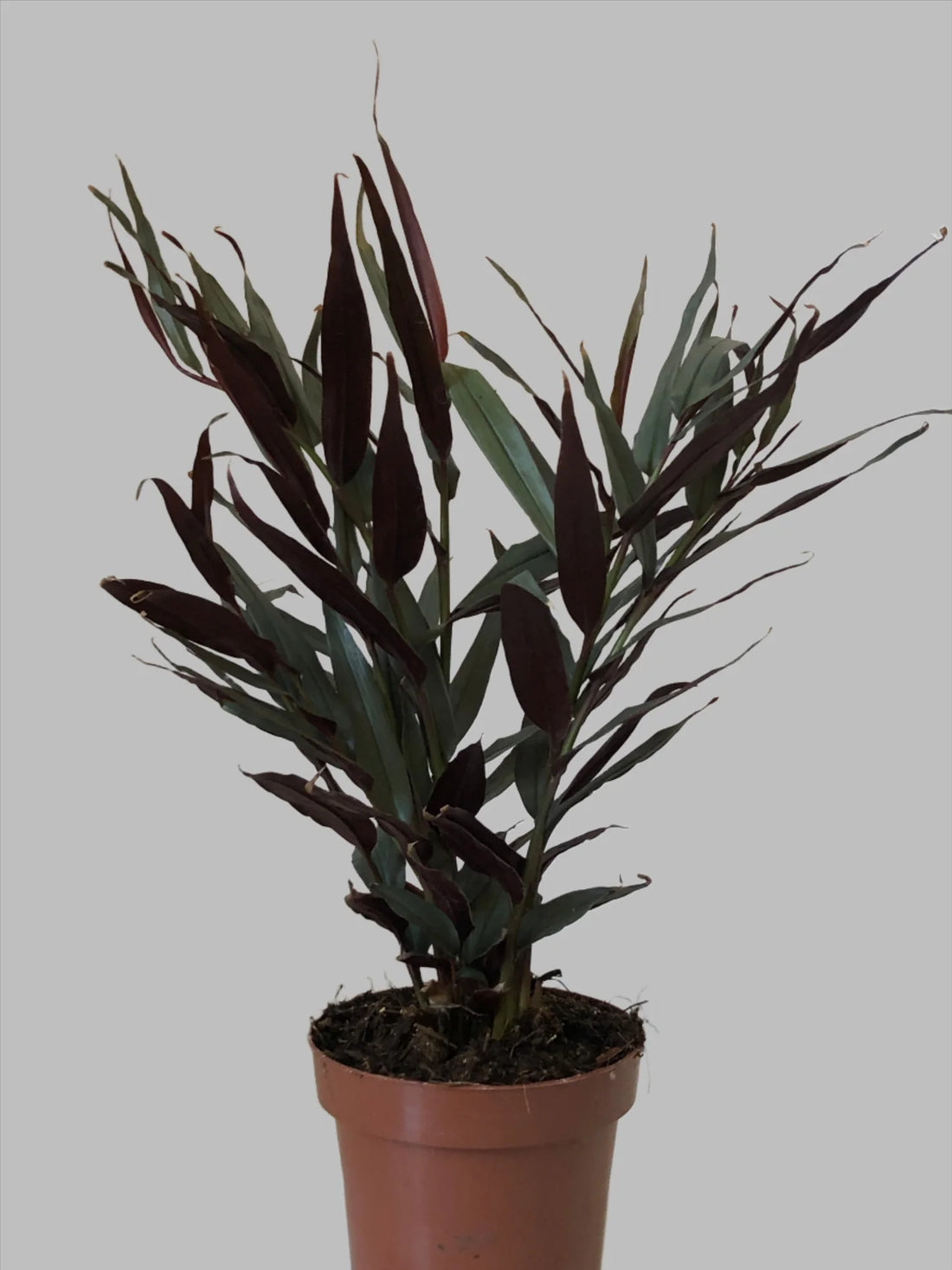 Red Rubin Ginger (Alpinia luteocarpa) - Ladybird Nursery