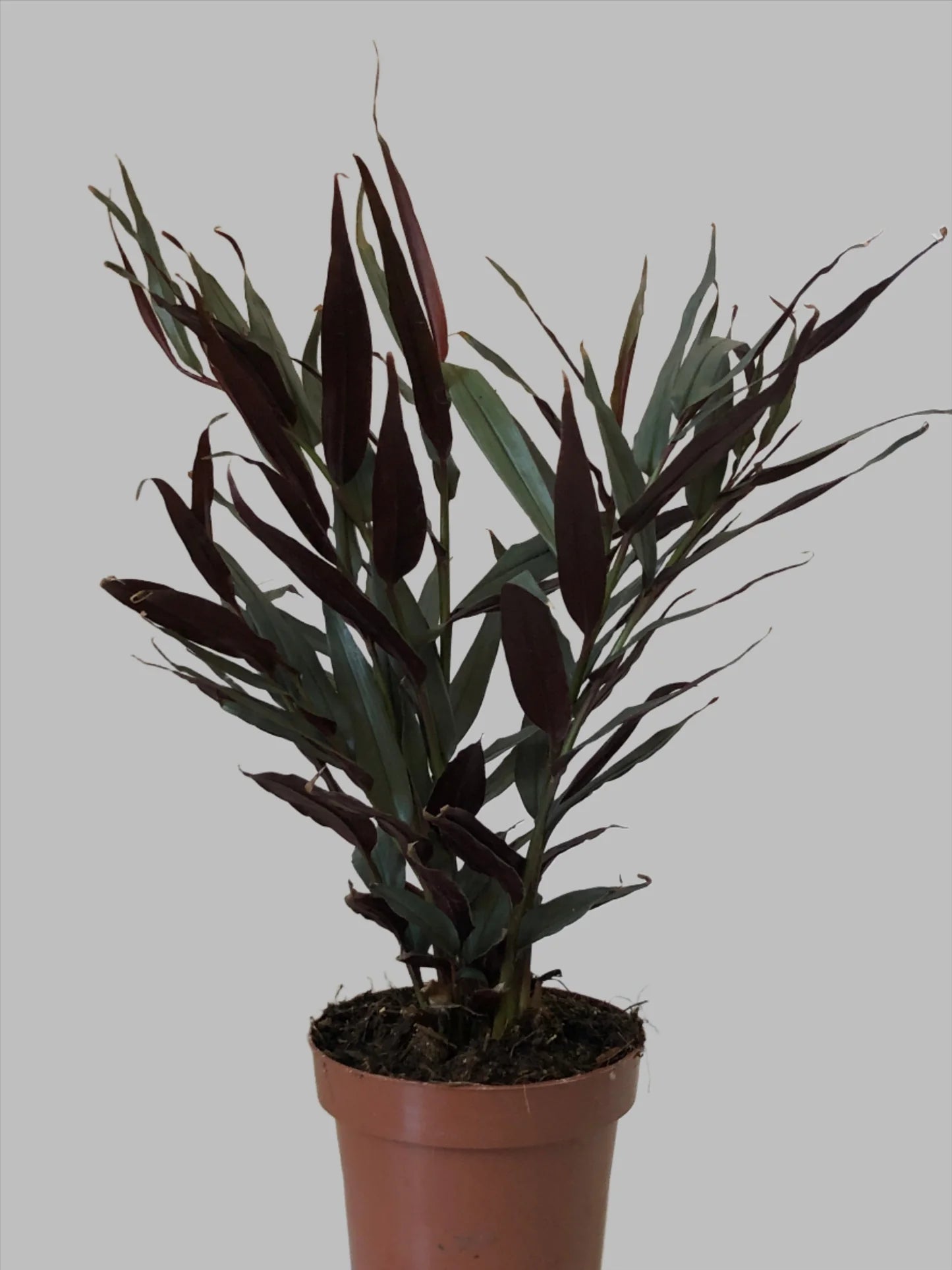 Red Rubin Ginger (Alpinia luteocarpa) - Ladybird Nursery