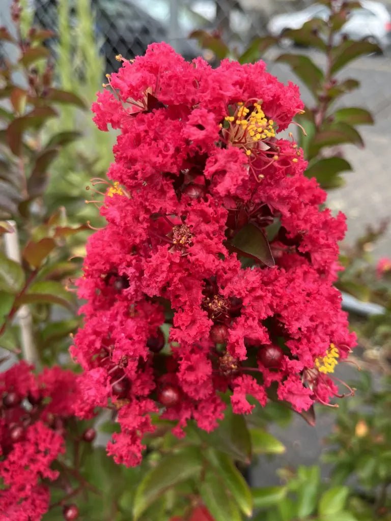 Crepe Myrtle Centennial Spirit Red (Lagerstroemia indica) - Ladybird Nursery