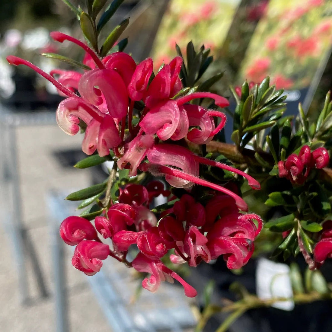 Grevillea Raspberry Ripple - Ladybird Nursery