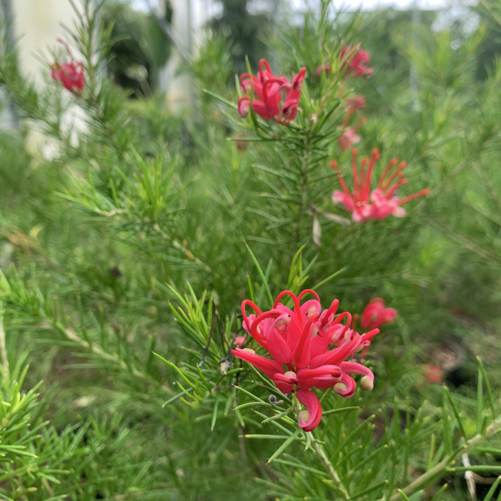 Grevillea Jester - Ladybird Nursery