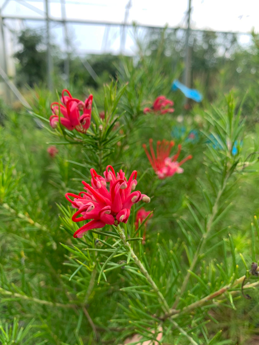 Grevillea Canberra Gem - Ladybird Nursery