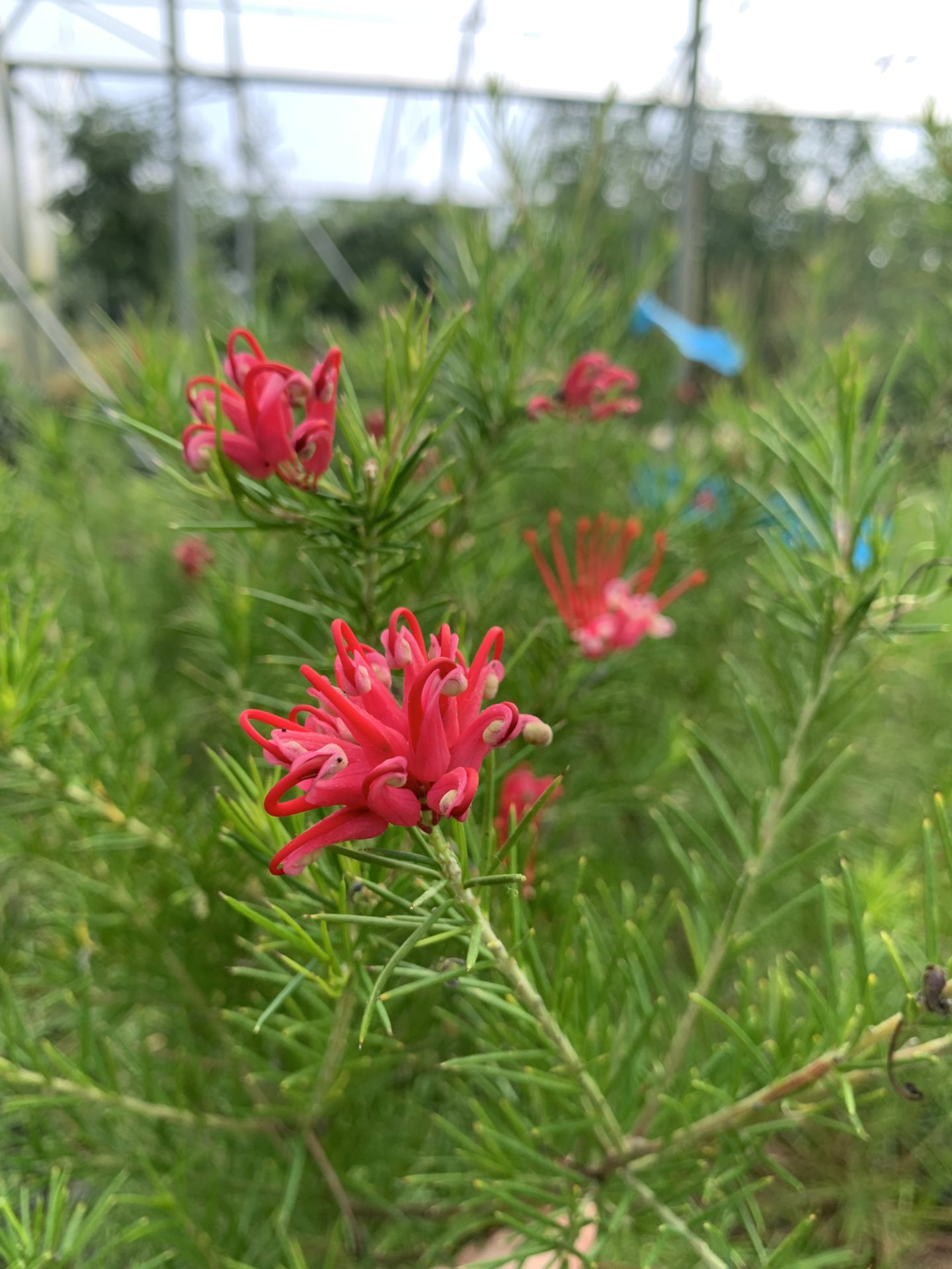 Grevillea Canberra Gem - Ladybird Nursery