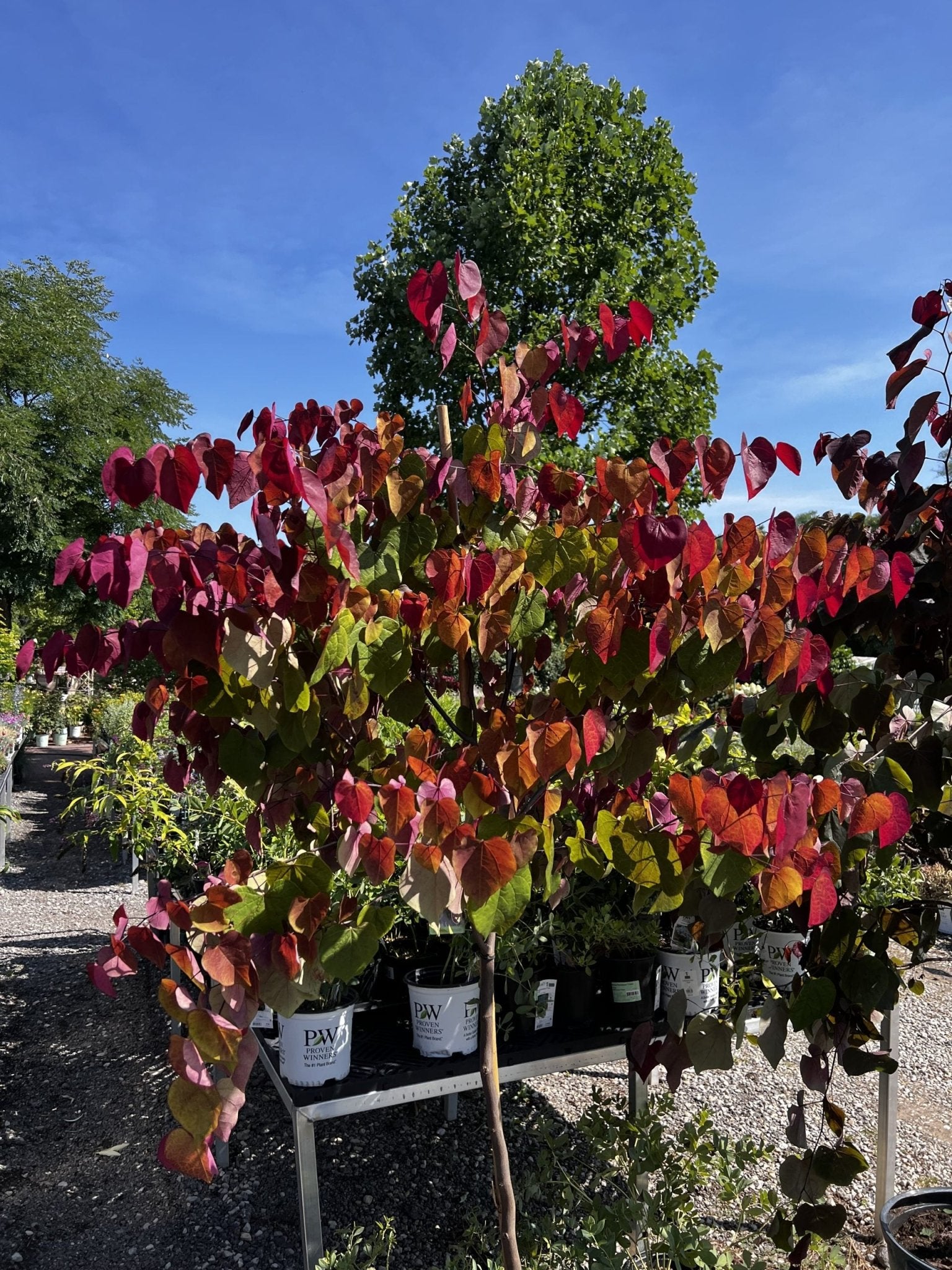 Eastern Redbud Flame (Cercis canadensis) - Ladybird Nursery