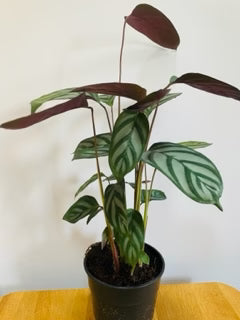 Prayer Plant (Calathea exotica)