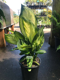 Dieffenbachia ‘Tropic Marianne’ (Dieffenbachia seguine) 140mm Pot - Ladybird Nursery