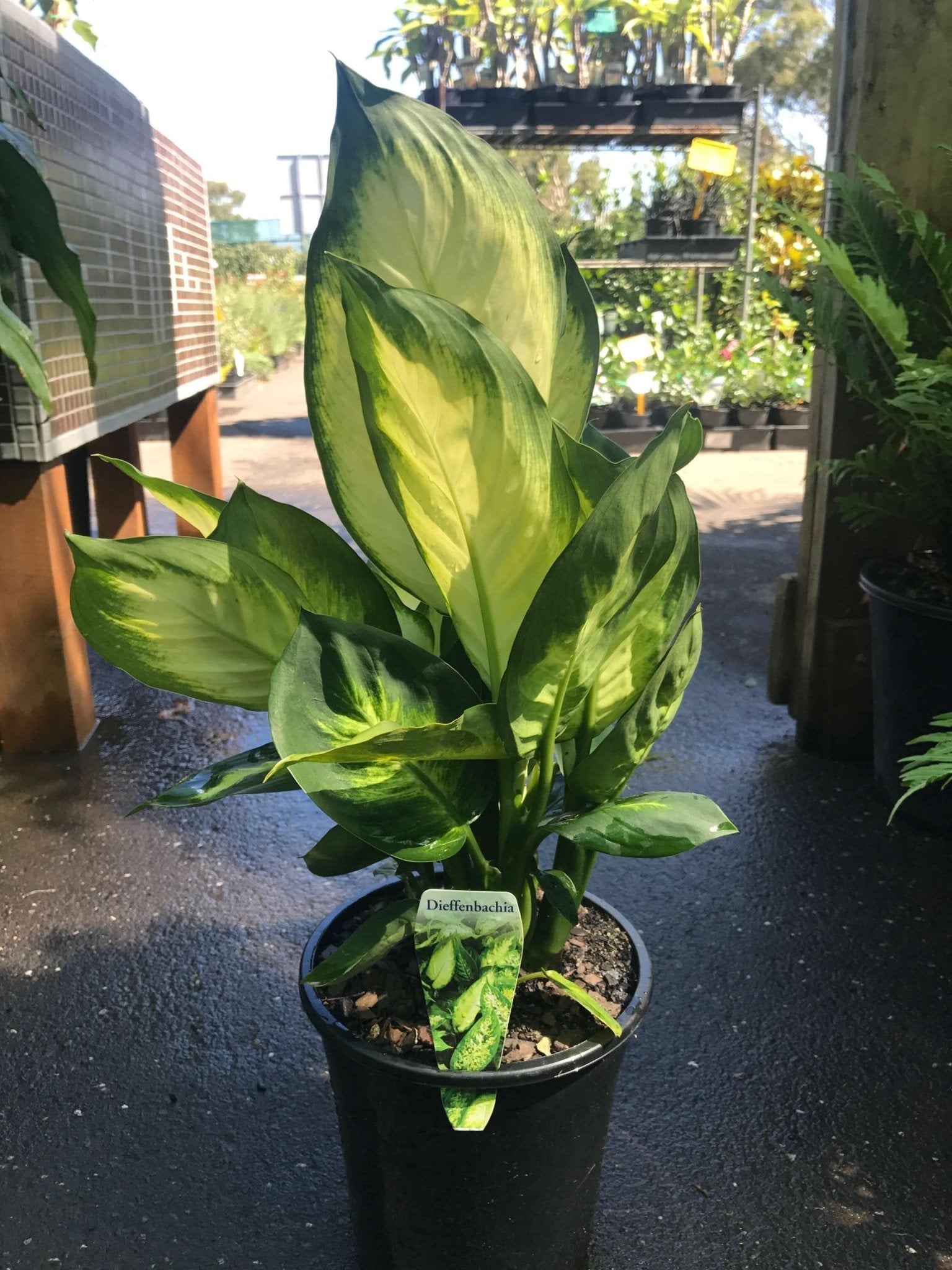 Dieffenbachia ‘Tropic Marianne’ (Dieffenbachia seguine) 140mm Pot - Ladybird Nursery