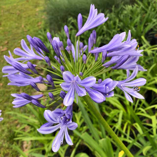 Agapanthus spp. Assorted