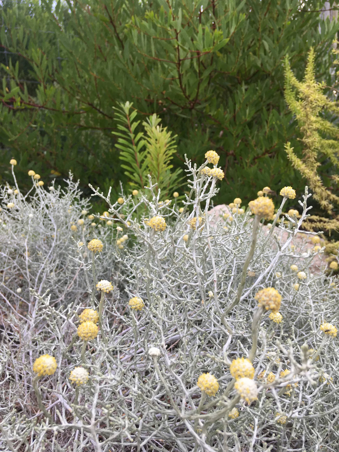 Cushion Bush (Leucophyta brownii) - Ladybird Nursery