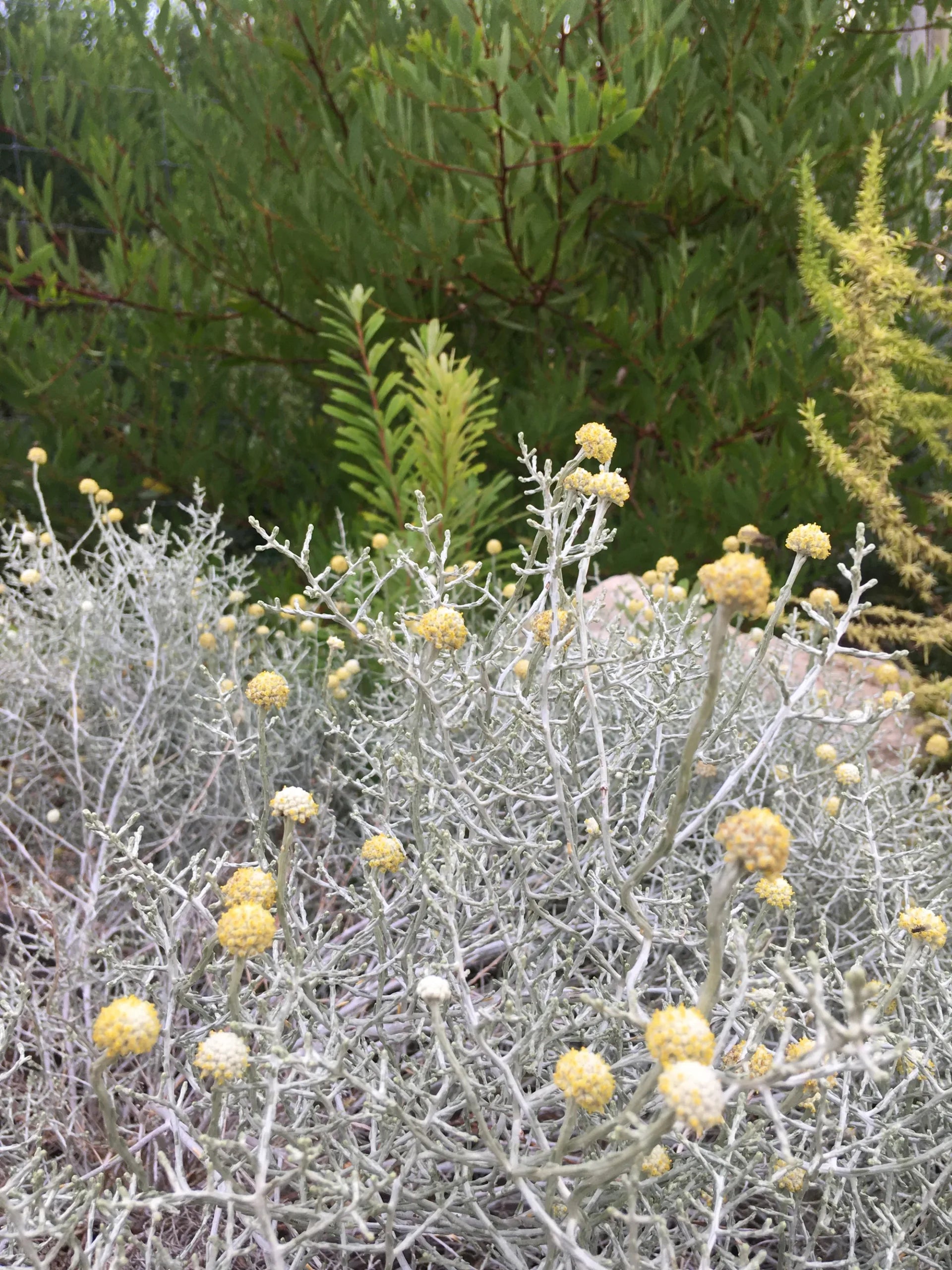 Cushion Bush (Leucophyta brownii) - Ladybird Nursery