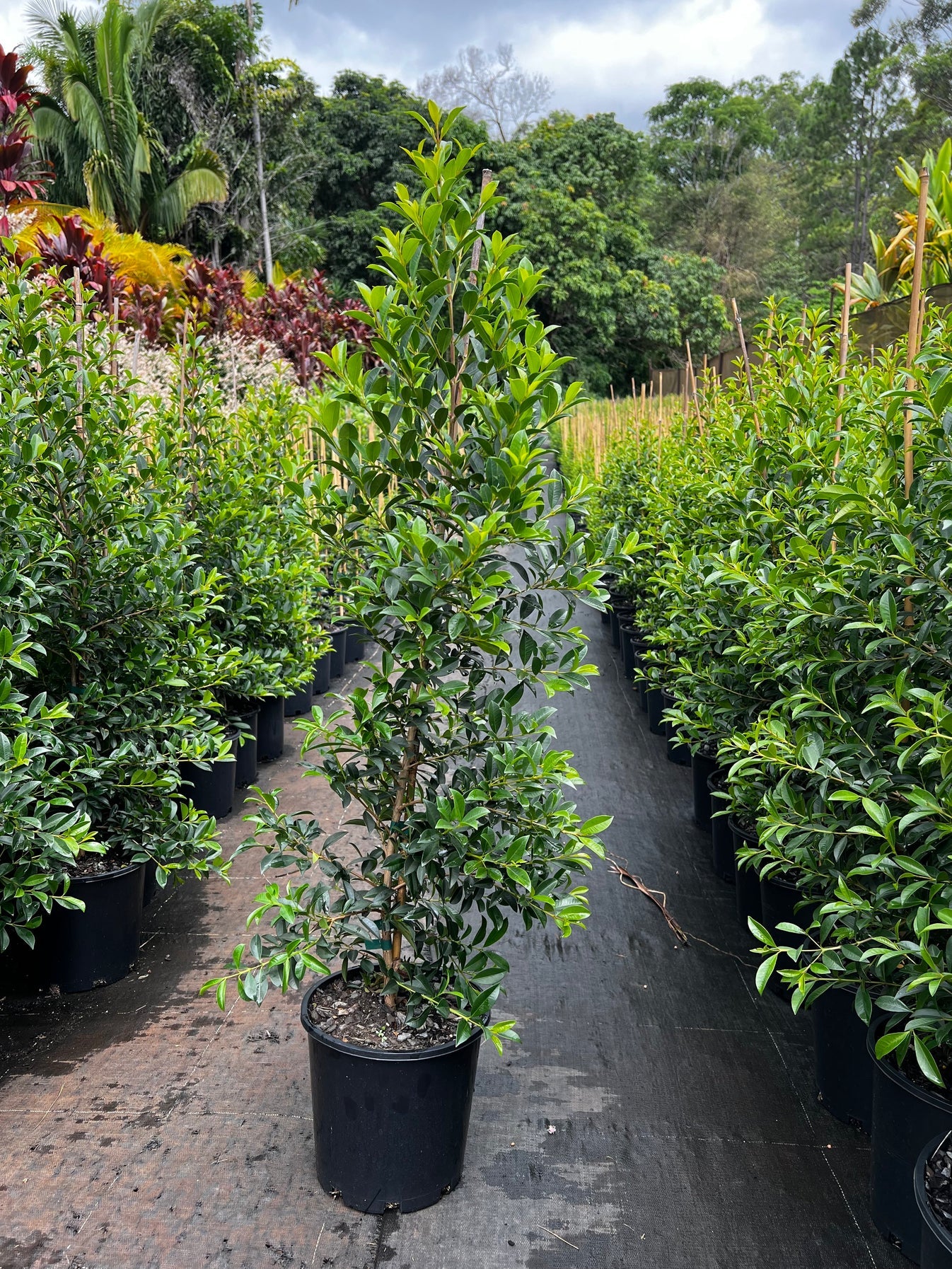 Lilly Pilly Select (Syzygium australe)