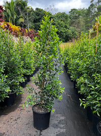 Lilly Pilly Select (Syzygium australe)