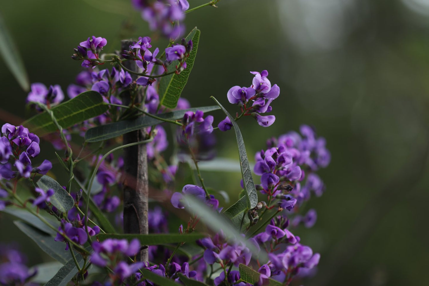 Purple Coral Pea Sweet Heart (Hardenbergia violacea)