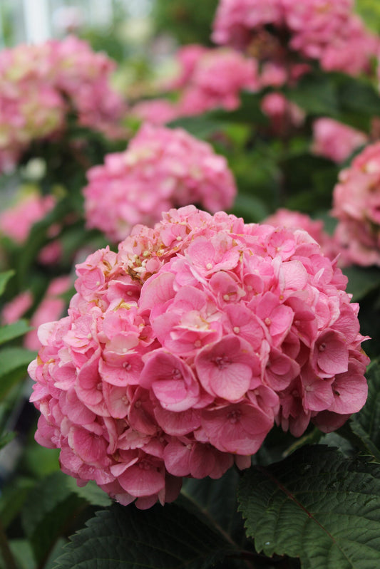 Hydrangea Pink (Hydrangea spp.)