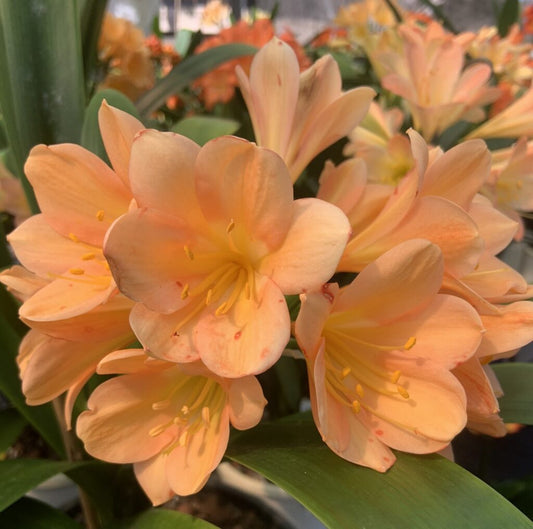 Clivia European Peach