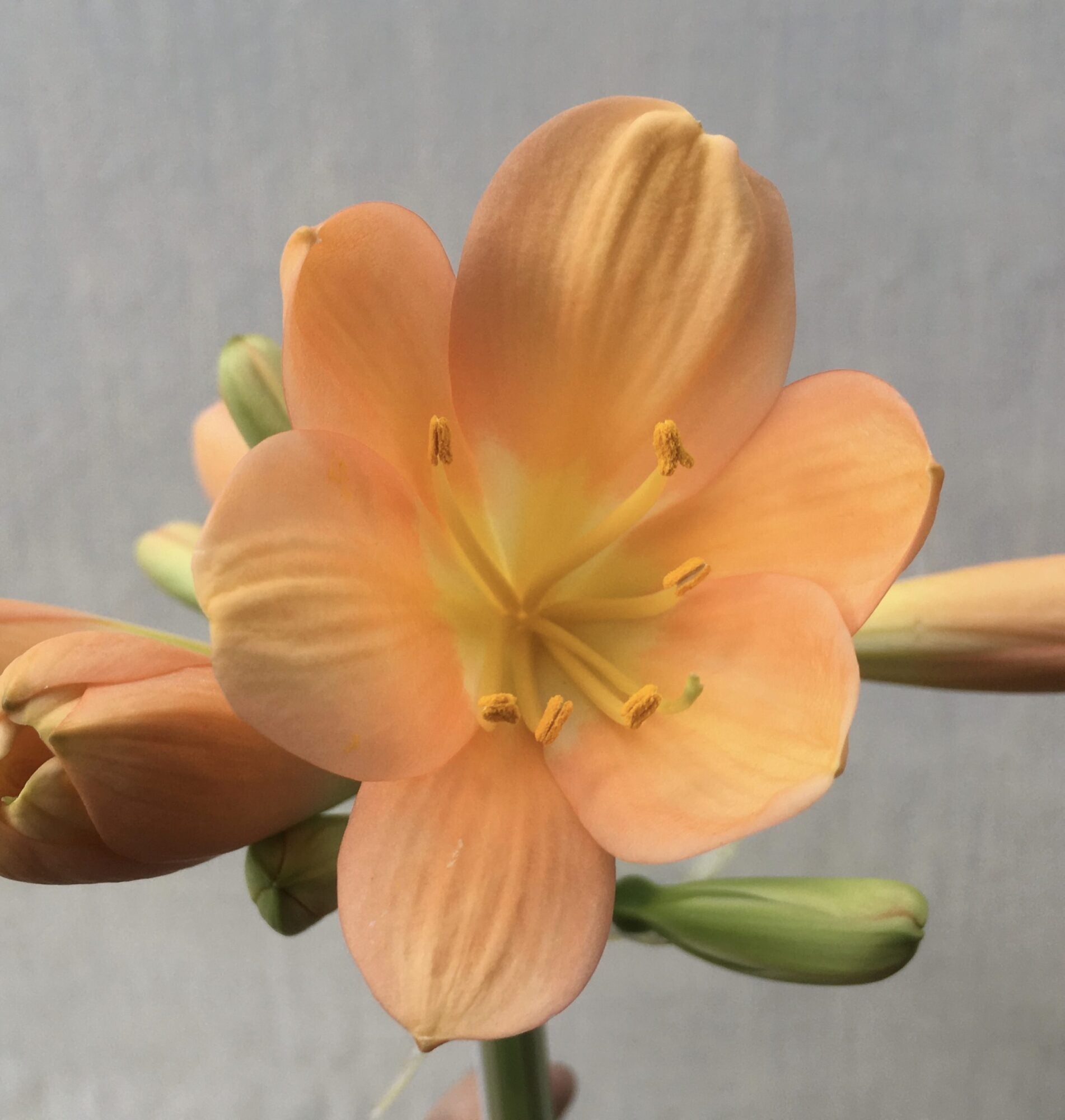 Clivia European Peach - Ladybird Nursery