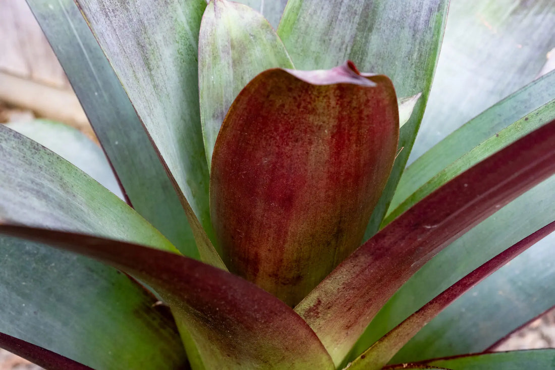 Imperial Bromeliad Rubra (Alcantarea imperialis) - Ladybird Nursery