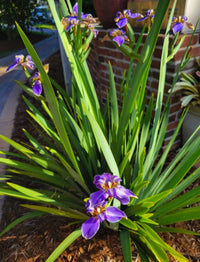 Walking Iris (Neomarica caerulea) - Ladybird Nursery