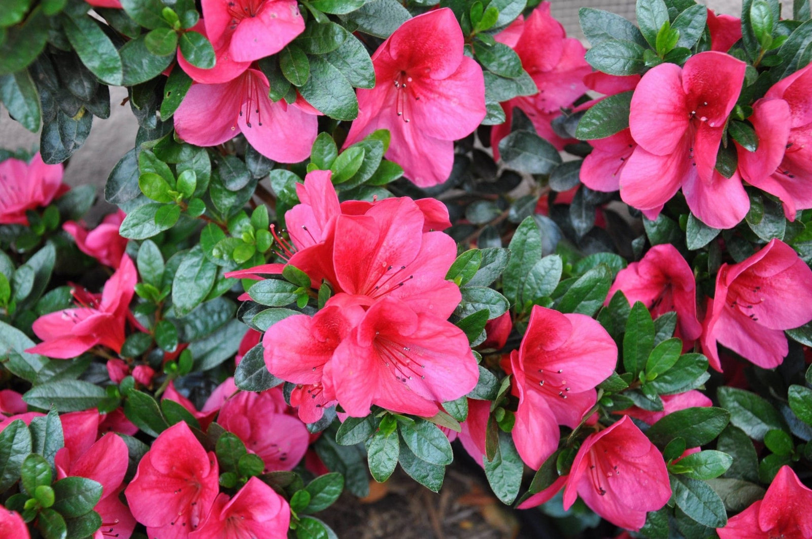 Azalea indica - Ladybird Nursery