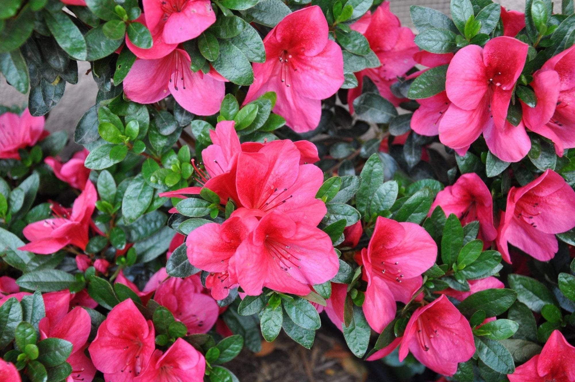 Azalea indica - Ladybird Nursery