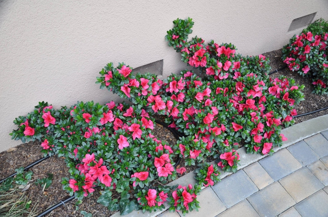 Azalea indica - Ladybird Nursery