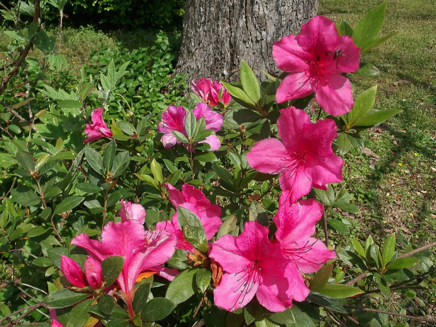 Azalea indica