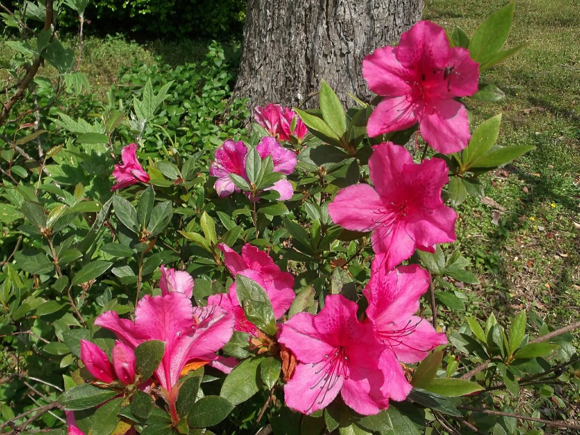 Azalea indica