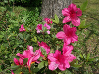 Azalea indica - Ladybird Nursery