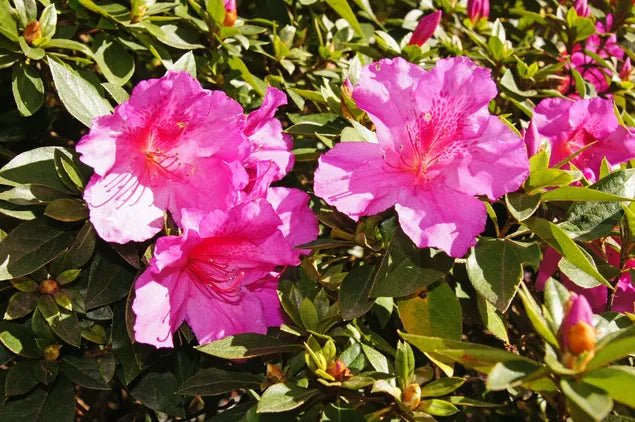 Azalea indica - Ladybird Nursery