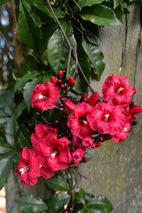 Cardinal Creeper (Ipomoea horsfalliae)