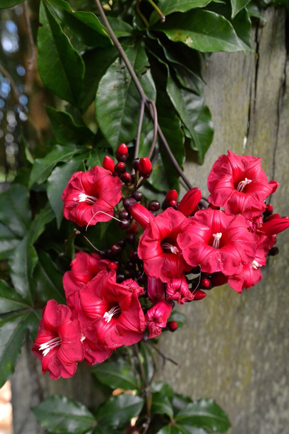 Cardinal Creeper (Ipomoea horsfalliae) - Ladybird Nursery
