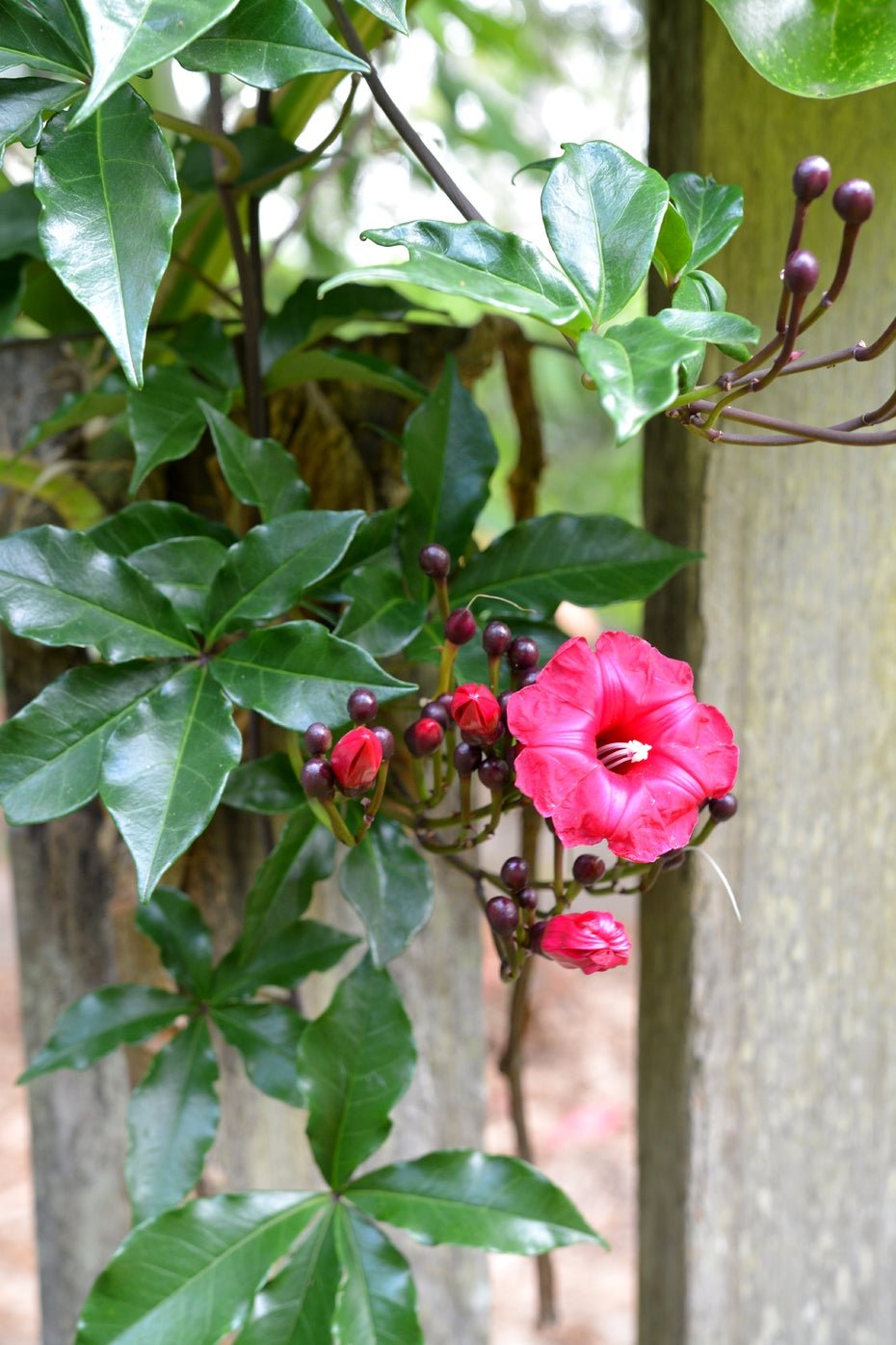 Cardinal Creeper (Ipomoea horsfalliae) - Ladybird Nursery