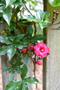 Cardinal Creeper (Ipomoea horsfalliae)