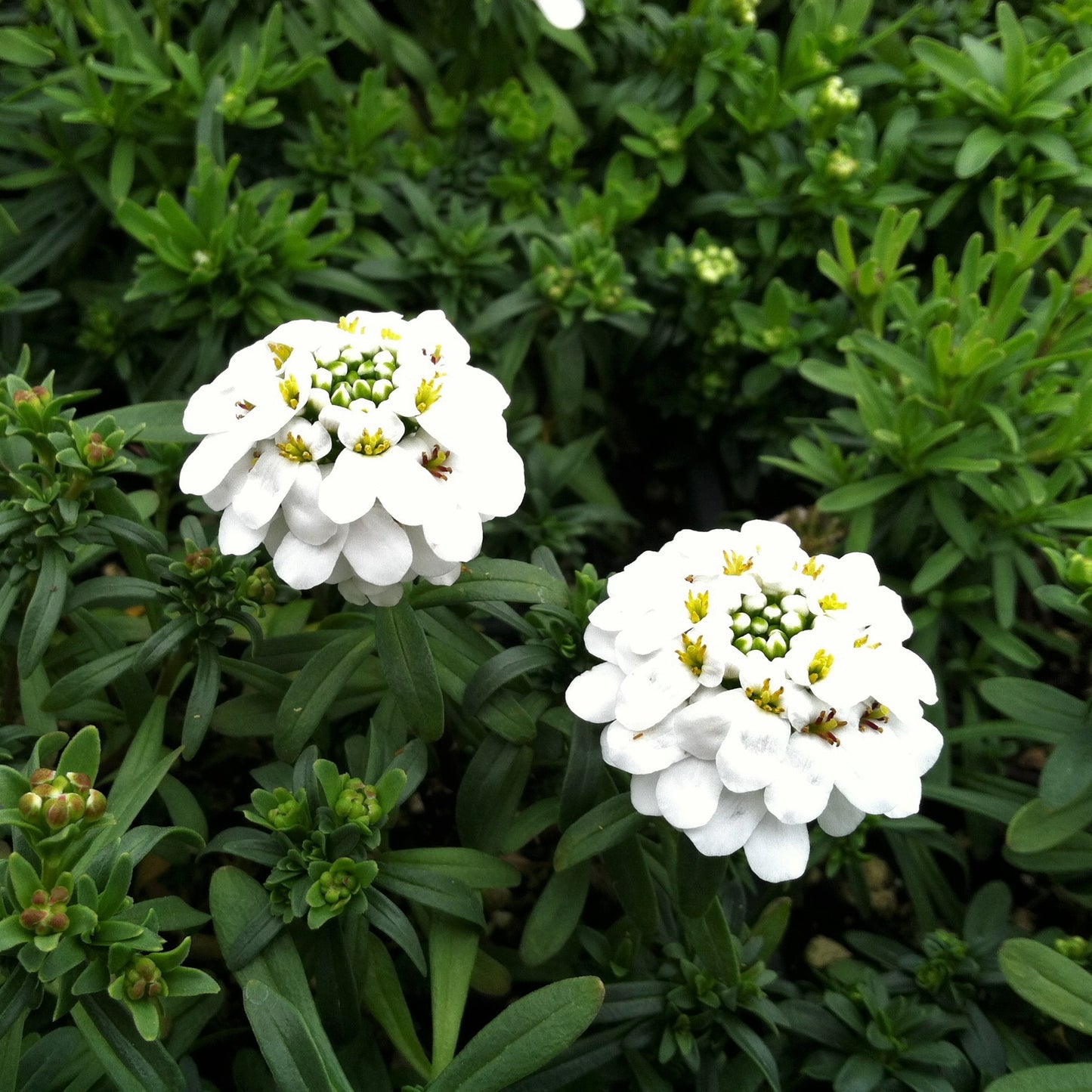 Candytuft (Iberis sempervirens)