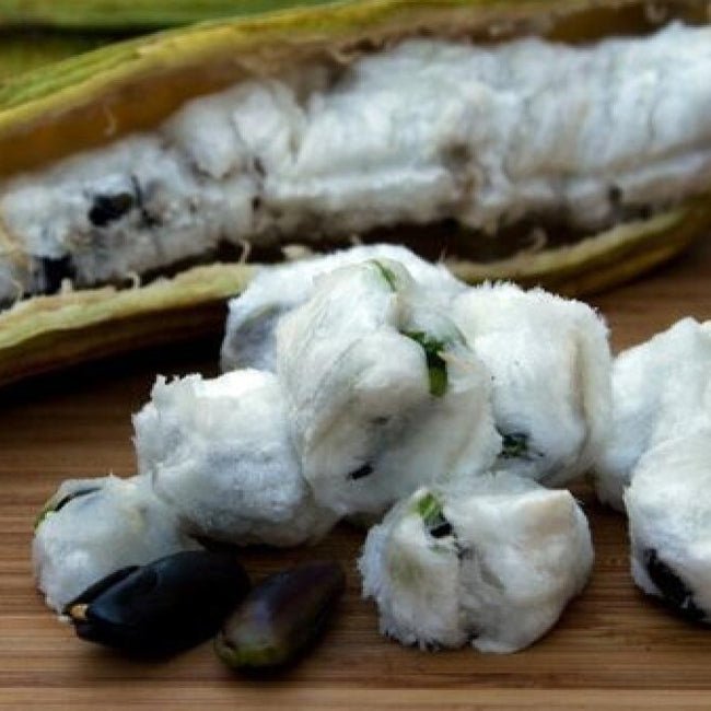 Ice Cream Bean - Large - Ladybird Nursery