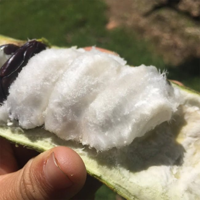 Ice Cream Bean - Large - Ladybird Nursery