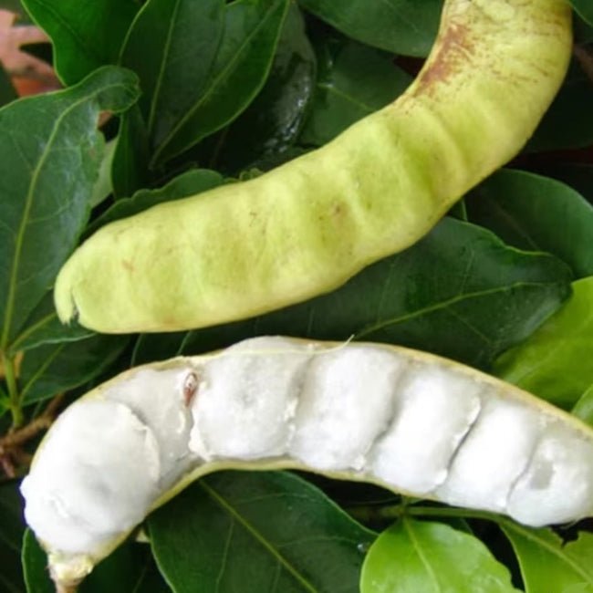 Ice Cream Bean - Large - Ladybird Nursery