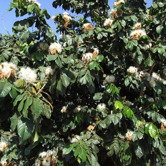 Ice Cream Bean - Large