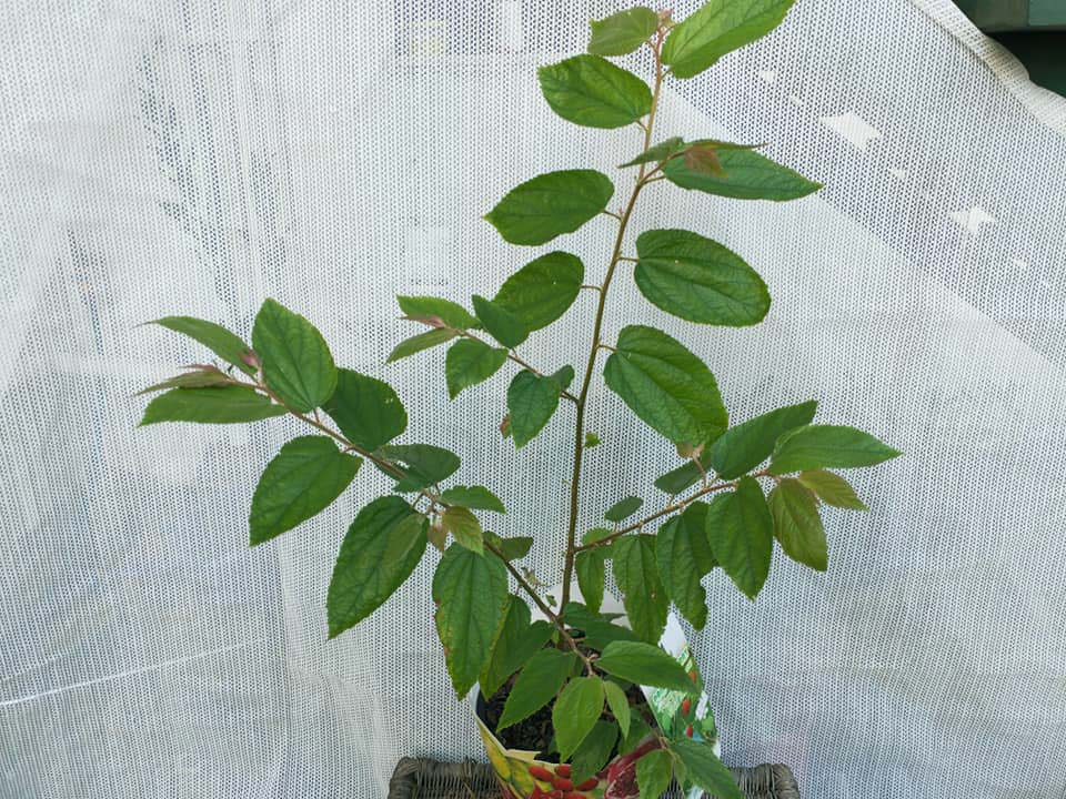 Ice Cream (Panama) Berry