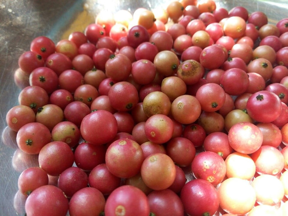 Ice Cream (Panama) Berry