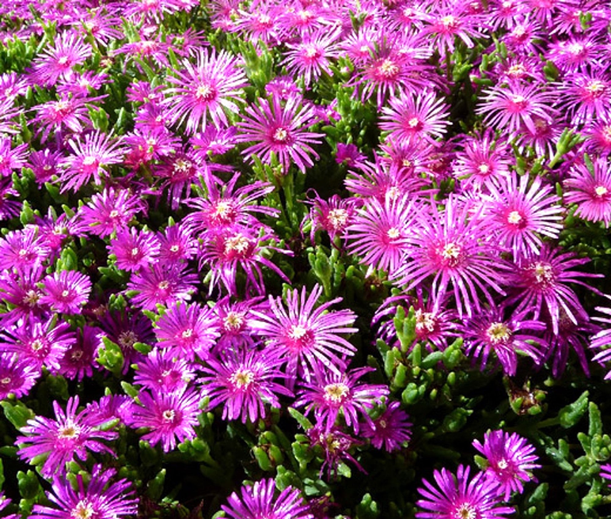 Ice Plant Pink Dwarf (Mesembryanthemum cooperi) - Ladybird Nursery