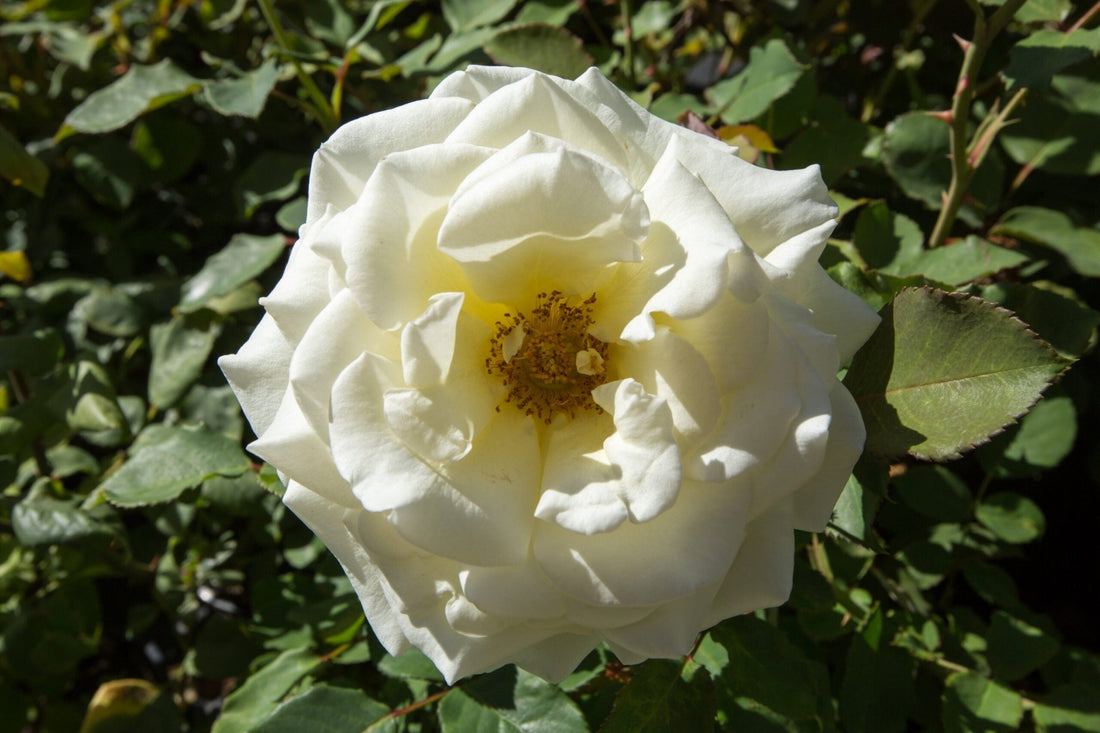 Rose Iceberg 2ft Standards (Rosa) - Ladybird Nursery
