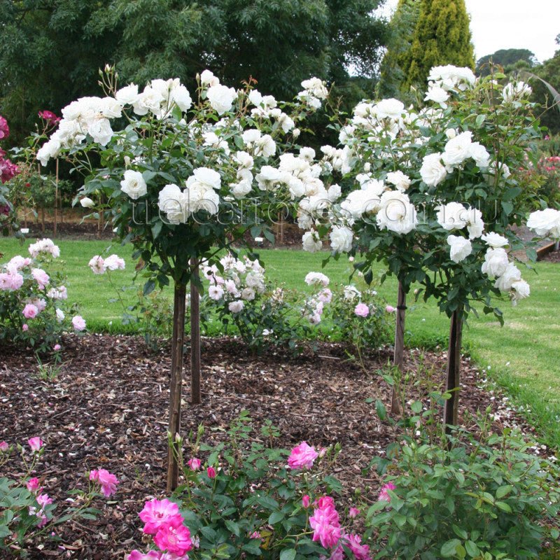 Rose Iceberg Standards (Rosa) - Ladybird Nursery