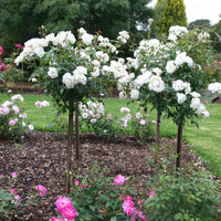 Rose Iceberg Standards (Rosa) - Ladybird Nursery