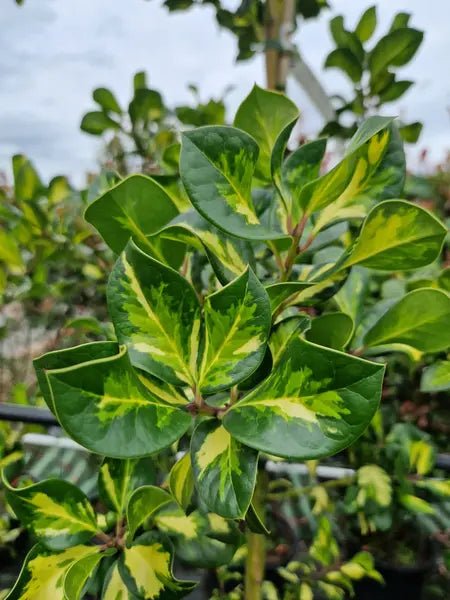 Holly altaclerensis Lawsoniana (Ilex x) - Ladybird Nursery