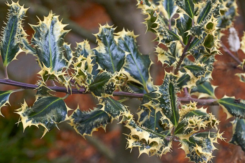 Hedgehog Holly Ferox Argentea (Ilex aquifolium) - Ladybird Nursery