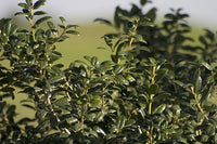 Chinese Holly Burfordii (Ilex cornuta) - Ladybird Nursery